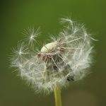 GrassNectar Lawn Care can take care of the weeds in your landscape with our fertilizer and weed control program.